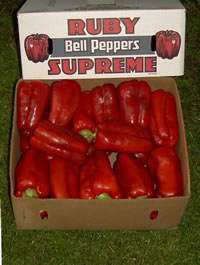 R.A. Rasmussen & Sons Red Bell Peppers